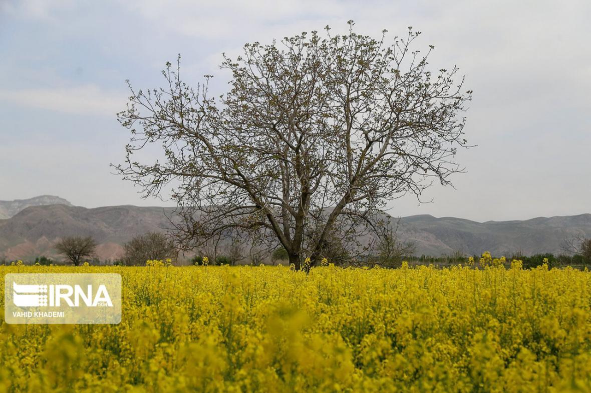 خبرنگاران تدبیر دولت در کشت کلزا فرصتی طلایی برای کشاورزان همدانی