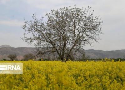 خبرنگاران تدبیر دولت در کشت کلزا فرصتی طلایی برای کشاورزان همدانی