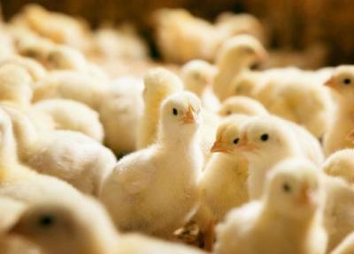 جوجه یک روزه کمیاب و گران شد، هشدار درباره افزایش دوباره قیمت مرغ