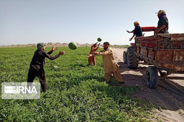 خبرنگاران 180 هزار تن هندوانه در سیستان و بلوچستان برداشت خبرنگاران 180 هزار تن هندوانه در سیستان و بلوچستان برداشت شد