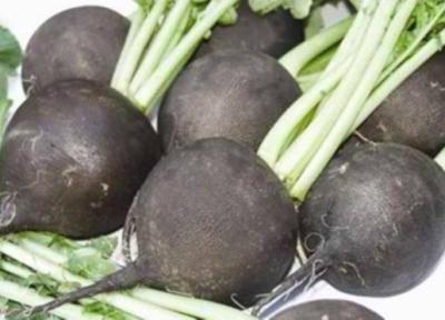 معرفی ترب سیاه ، سفید و خواص درمانی آن