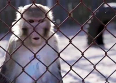 ماجرای فرار میمون کرونایی از آزمایشگاه