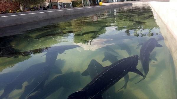 11 گونه ماهیان داخلی ایران در البرز