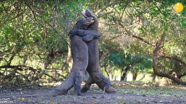 دوئل بزمجه ها در خیابان