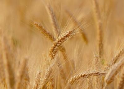 خرید تضمینی بیش از 26 تن گندم در شهرستان اهر