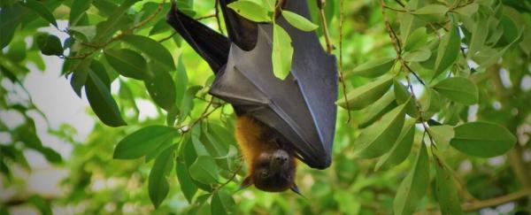 عکس ، این گزارش ترسناک است؛ خفاش ها چقدر برای انسان ها خطرآفرین اند؟