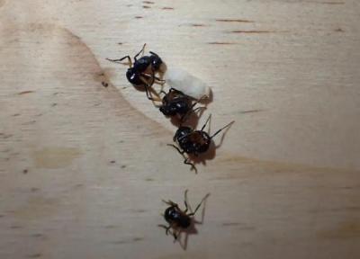 مورچه های حیرت انگیزی که خود را به مردن می زنند!، عکس
