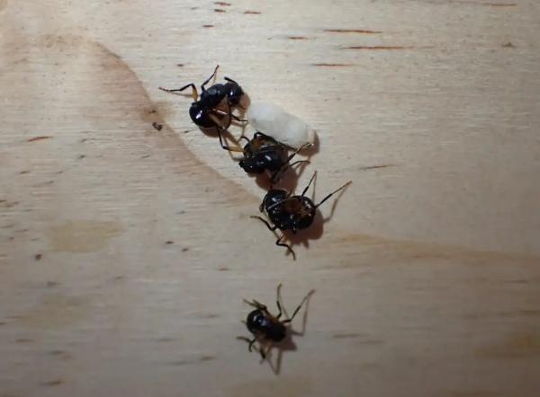 مورچه های حیرت انگیزی که خود را به مردن می زنند!، عکس