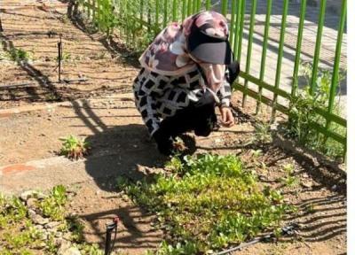 کاشت گیاهان دارویی در مزرعه خانواده ، در اینجا باغبان می شوید