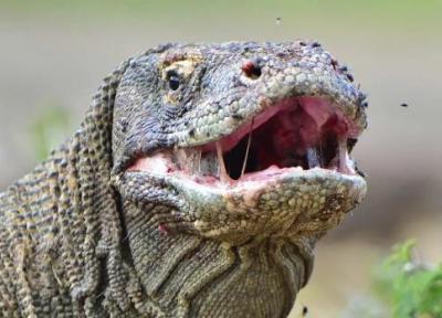 اژدهای کومودو این کوسه را یک لقمه چپ کرد!، فیلم